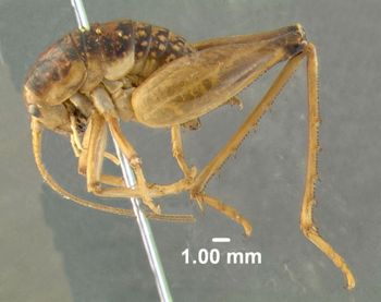 Media type: image;   Entomology 622025 Aspect: habitus lateral view